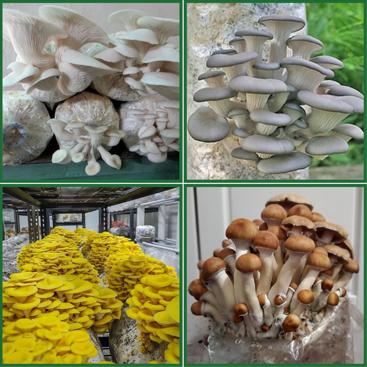 Mantar Yetiştirme Torbaları, 2 - Mushroom Spawn Bag incelemesi ve fiyatı