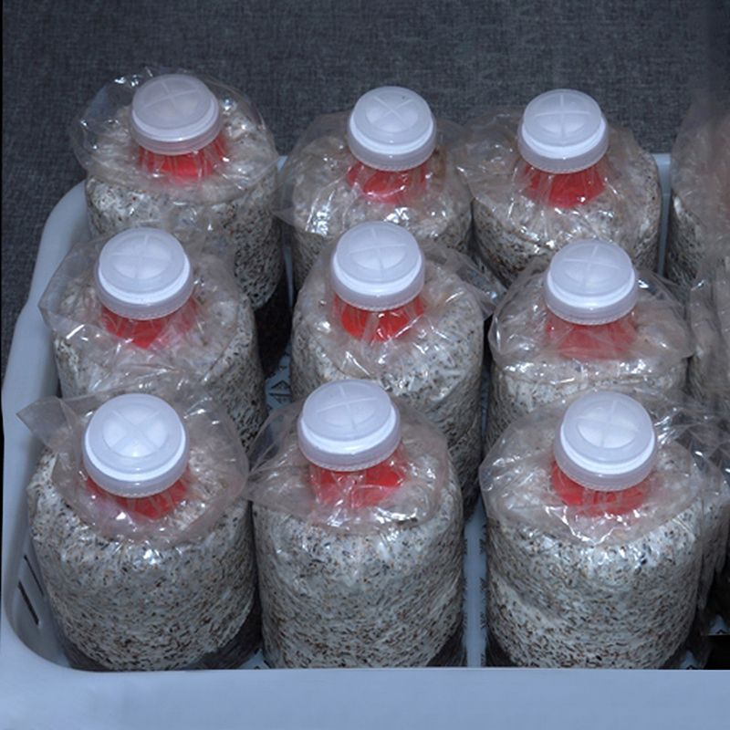 10 adet mantar yetiştirme torb - Mushroom Spawn Bag incelemesi ve fiyatı