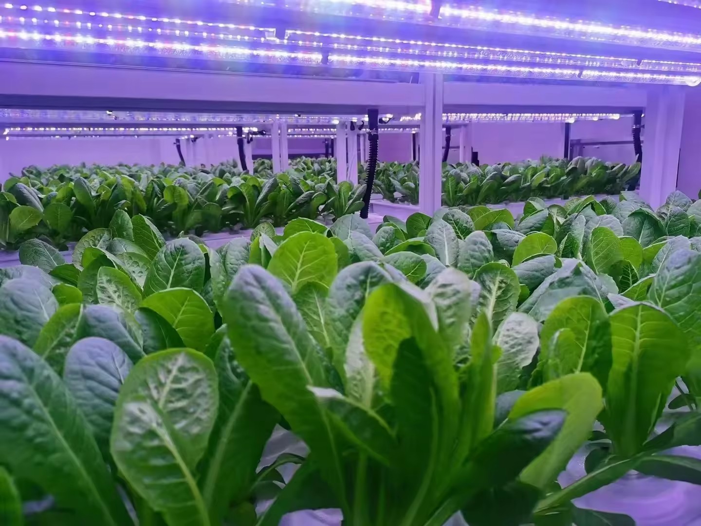 Sera Tarım Ekipmanları Mantar  - Farming Agriculture Equipment incelemesi ve fiyatı