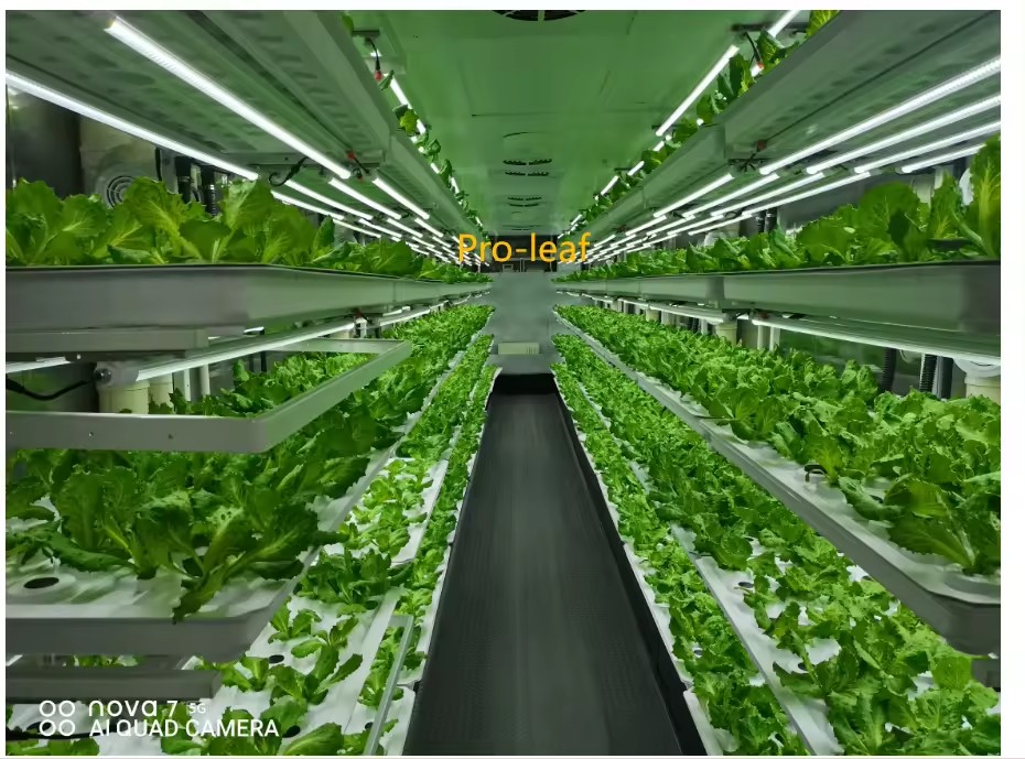 Sera Tarım Ekipmanları Mantar  - Farming Agriculture Equipment incelemesi ve fiyatı