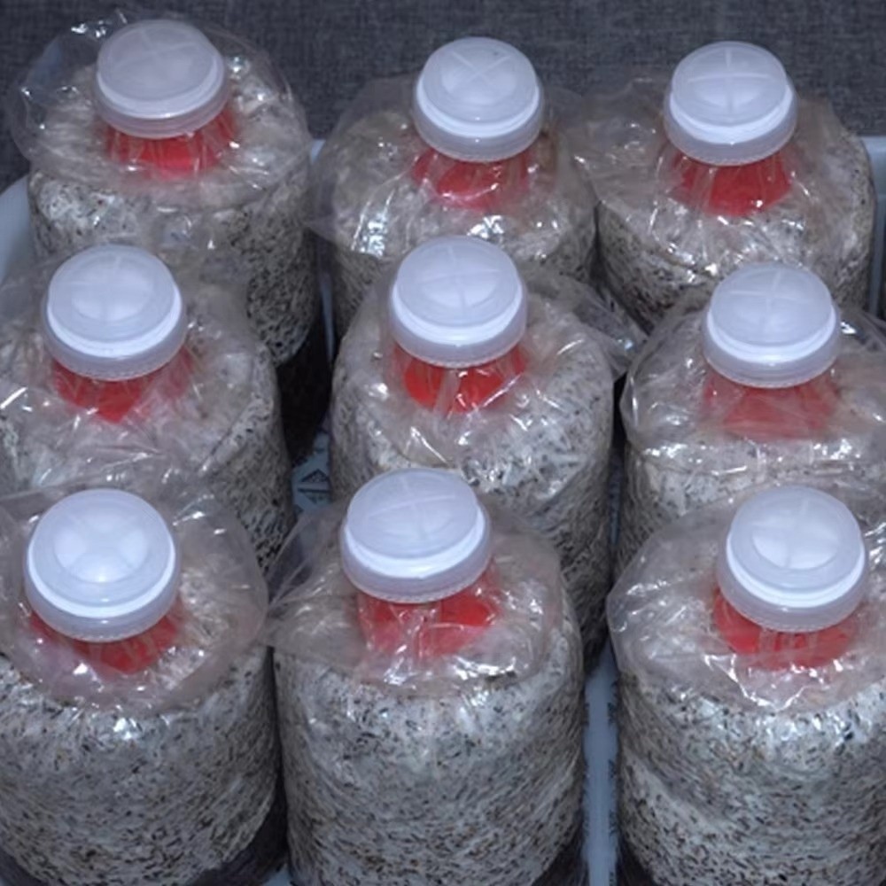 10 adet Su Geçirmez Mantar Mis - Mushroom Spawn Bag incelemesi ve fiyatı