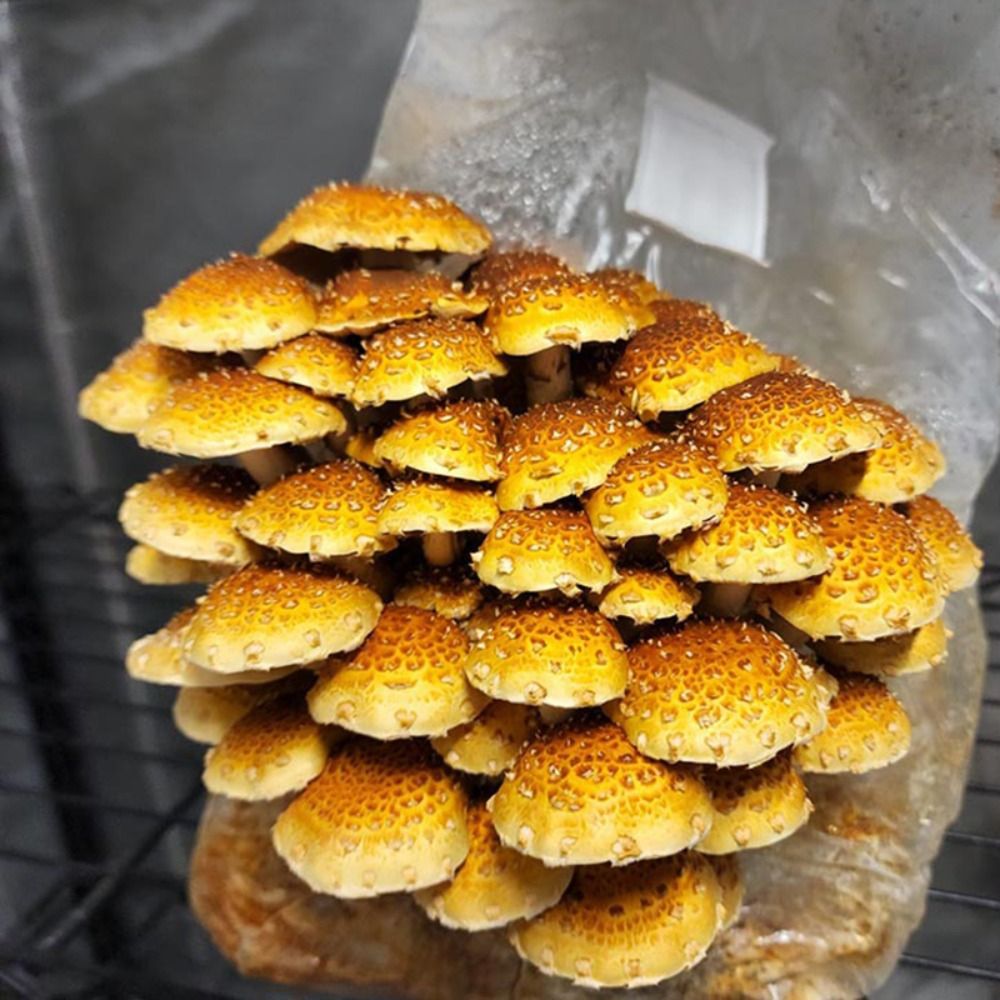 50 adet PP Mantar Yetiştirme T - Mushroom Spawn Bag incelemesi ve fiyatı
