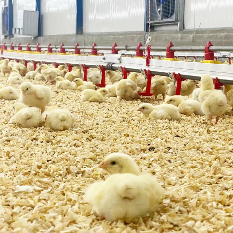 Tavuk Su Hattı Sistemi için Kü - Chicken Nipple Drinker incelemesi ve fiyatı